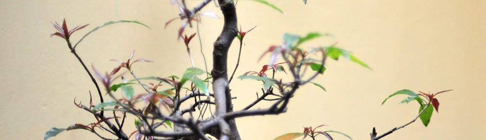 Test wordpress