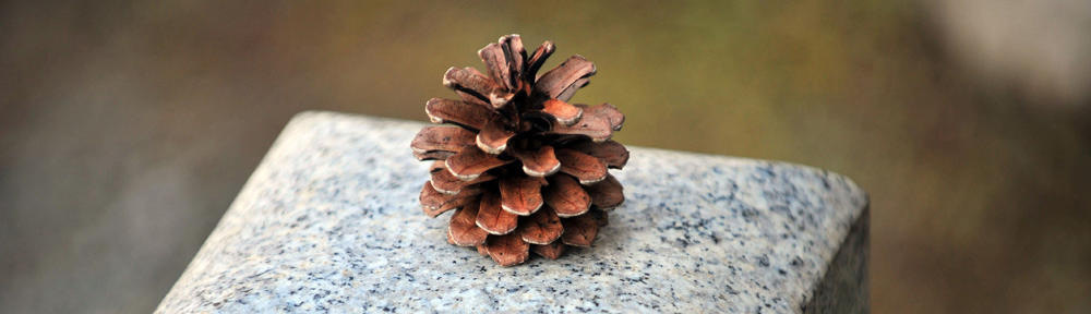 Test wordpress